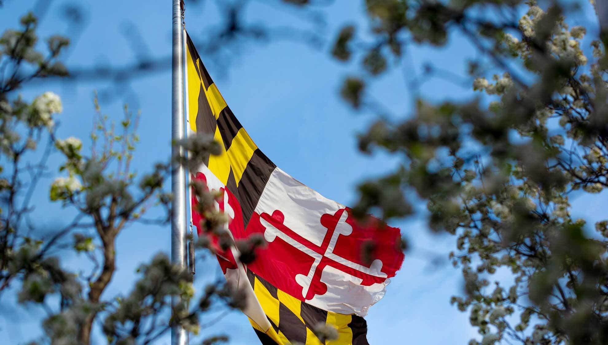 The Maryland State flag among the trees